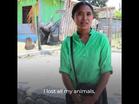 Anticipatory Action in Timor-Leste: Bracing for Drought
