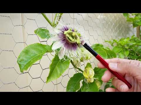Pollinate Passionfruit Flower ~ Manual Hand Pollination