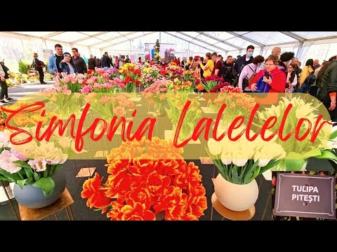 How it was at the Tulip Symphony 2022 Pitesti | Romania