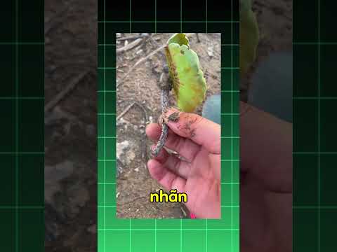 Cắt nhầm thân rắn à