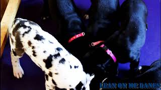 Video preview image #2 Great Dane Puppy For Sale in YELLVILLE, AR, USA