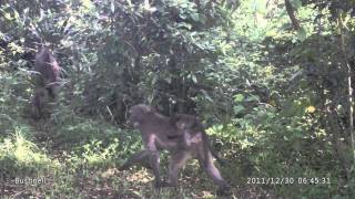 preview picture of video 'Trailcam: Baboon family - Mtwazi Lodge, Hluhluwe Game Reserve, South Africa (Bushnell Trailcam)'