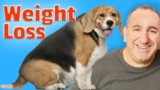 How to help my dog lose weight fast