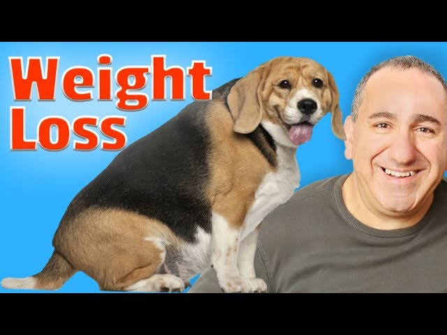 Rapid Weight Loss In Older Dogs