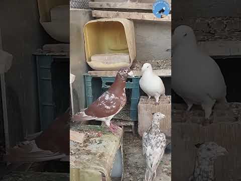 اضافه شدن دو عدد بزک چغر برای مولد