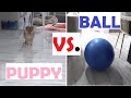 Puppy Pomeranian Growling At LARGE Bouncy Ball Part 1