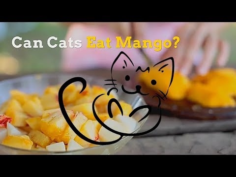 YouTube video about: Are mangoes good for cats?
