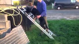 Bell climbing ladder1