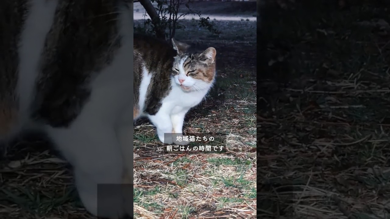 公園で、毎朝ご飯を待っている地域猫たち #野良猫 #捨て猫