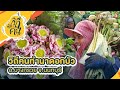 ซี้ รี ย์ ญี่ปุ่น พากย์ไทย