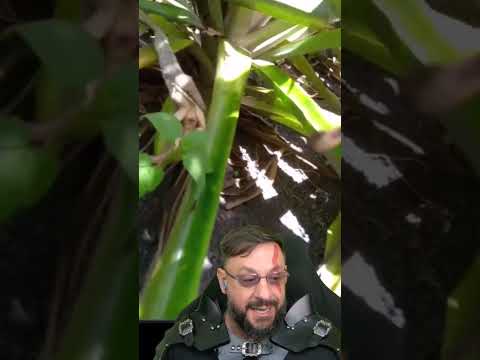 Cobra-bicuda devorando um calango em Piripá BA #biologohenrique #animais #bichoesperto #biologo