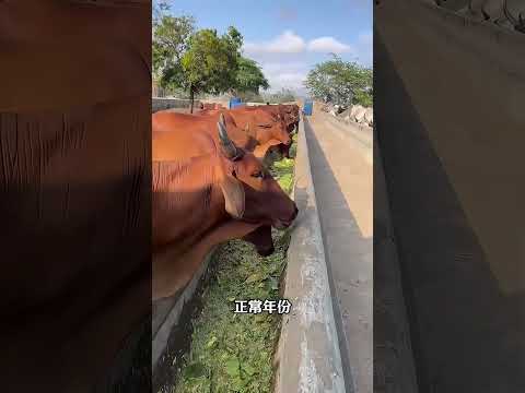 靠仙人掌餵牛，就能年入百萬？#shorts | #紀錄片 #有趣  #creative