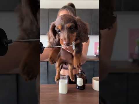 Une matinée avec Bulle et moii 🤍#Mae.brunoff