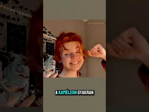 Nem Fogod Elhinni, Mennyire Félénk Ez A Kaméleon!