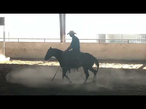 LE SCOOTNNFINESSIN 2019 DUAL REGISTERED BET HESA CAT GELDING