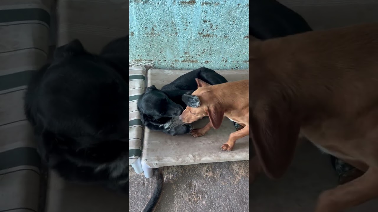 Enlarge Mimi, a ADOPTABLE mixed breed in Milwaukie, OR video 6/6