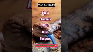 Top 8 Animals with Blue Tongues #top #tongue #animals