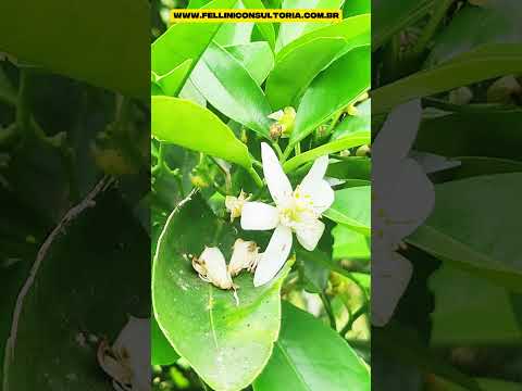 1450 METROS , VENDO UM SÍTIO EM MORRO GRANDE MUNICÍPIO DE VIAMÃO PRÓXIMO DE ÁGUAS CLARAS