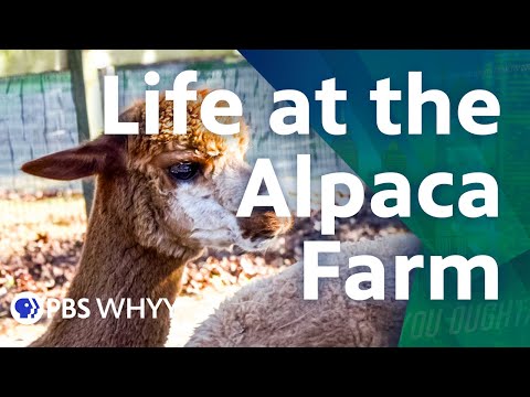 , title : 'Life at the Alpaca Farm - You Oughta Know (2021)'