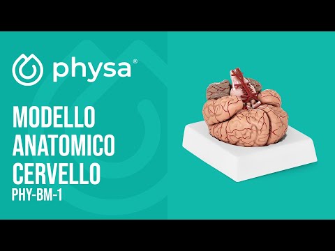 Video - Modello anatomico cervello - 9 segmenti - A grandezza naturale