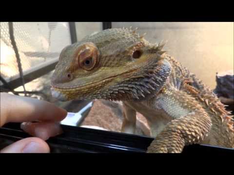 スイカを食べるトカゲ Bearded Dragon Eating Watermelon