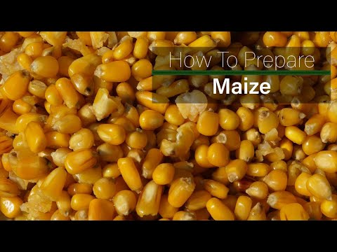 How to prepare maize for fishing