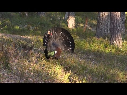 Urogallo ( Tetrao urogallus ) Capercaillie