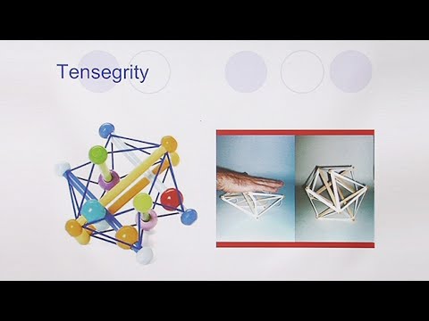 The Role of Fascia in Movement and Function - YouTube