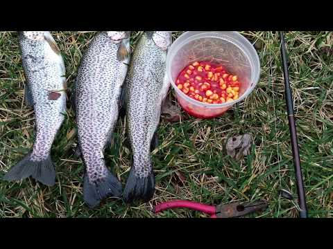 Trout fishing with strawberry flavored corn---speed up your catching a lot!