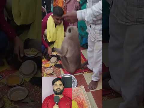 शादी में पहुंचा अचानक एक लंगूर 🐒