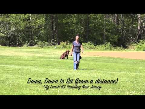 download lagu mp3 mp4 Dog Training Nj, download lagu Dog Training Nj gratis, unduh video klip Dog Training Nj