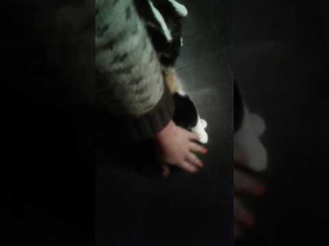 КОТТАЛАР КУРМАСИН 😂😄😃