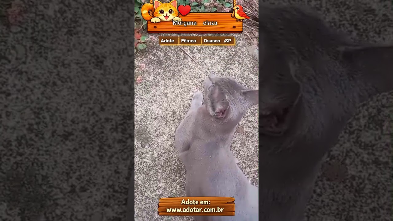 Gato raça SRD-ViraLata idade 1 ano nome Morgana cinza