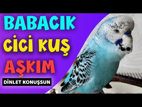 Konuşan Muhabbet Kuşu Boncuk !  Aşkım Cici kuş Babacık | Muhabbet Kuşu Konuşturma