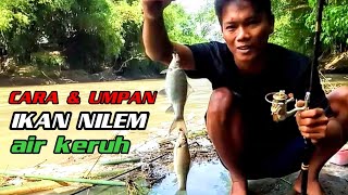 Download lagu How to fish for tilapia in murky waters and bait || TEST DIRECTLY ON THE SPOT mp3