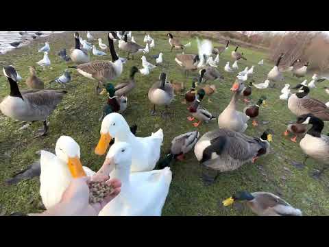 Helping Ducks And Geese Survive Winter (CUTE RARE DUCKS!)