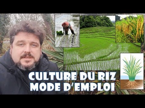 , title : 'Comment cultiver du riz - riziculture, mode d'emploi [Série Riziculture - 2]'