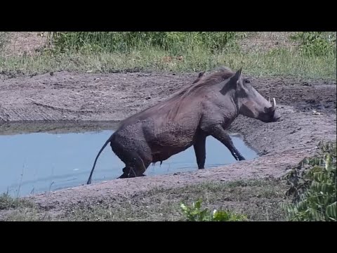 A lone warthog makes a brief visit to the Djuma Waterhole
