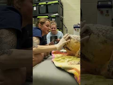 Bubba the 375 Pound Loggerhead