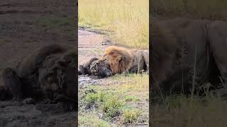 Lions and hyenas are fierce rivals