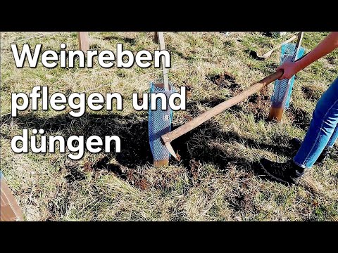 Wie Weinreben im Hobbybereich richtig pflegen und düngen?