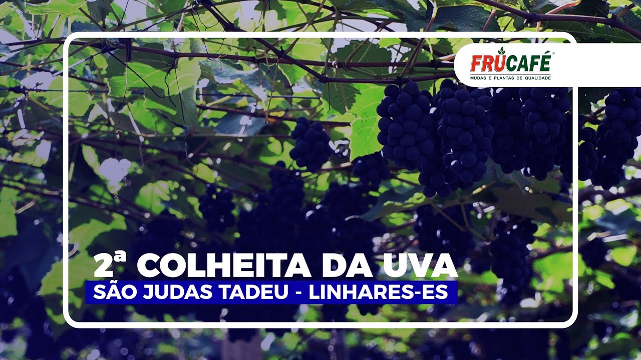 Como Está a 2ª Colheita da Uva do Giovani?