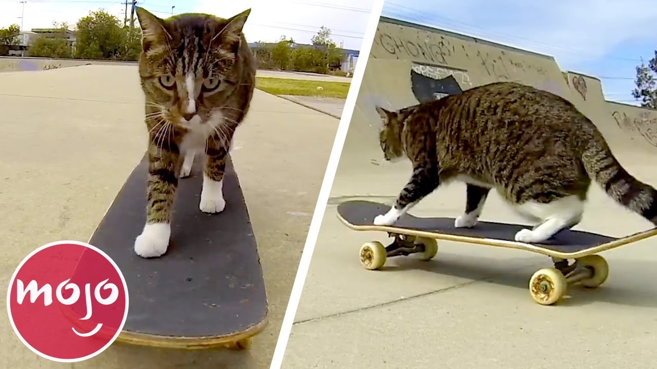 Top 20 Goofiest Tricks to Teach Your Cat