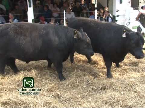 Remate de Las Tranqueras 2017