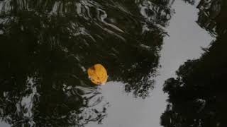 Acorns &amp; Orioles - Guided by Voices