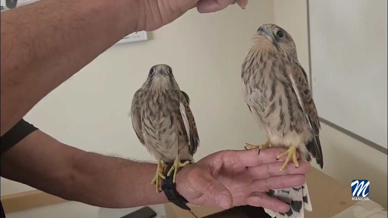 Policía Local rescata a dos aves rapaces