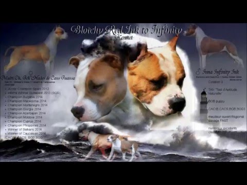 INNA infinity ink et Hades De Cans Juansa breeding plan 2016