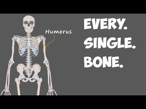 Every Bone in the Human Body