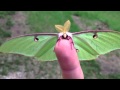 Actias Luna Moth - Green Lunar Moth 
