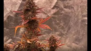 Nº12 Seguimiento Red Line Automix BSF